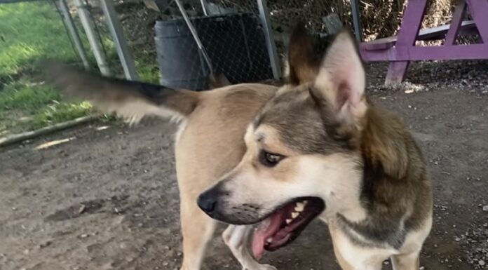 Pet of the week: The talented Mr. Higgins