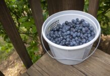 ACES: Manage now for next year’s blueberries