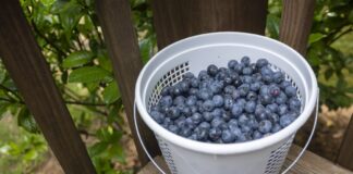 ACES: Manage now for next year’s blueberries