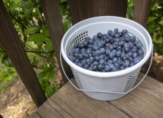 ACES: Manage now for next year’s blueberries