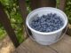 ACES: Manage now for next year’s blueberries