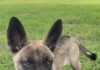 Pet of the week: Meet Sable
