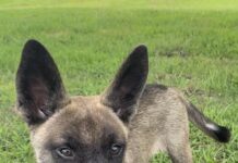 Pet of the week: Meet Sable