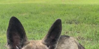 Pet of the week: Meet Sable