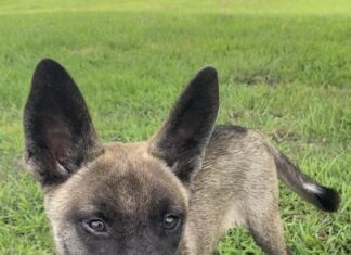 Pet of the week: Meet Sable