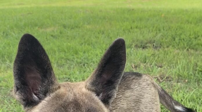 Pet of the week: Meet Sable