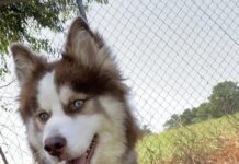 Pet of the week: The constant observer, Ms. Anastasia