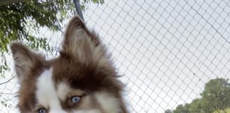 Pet of the week: The constant observer, Ms. Anastasia