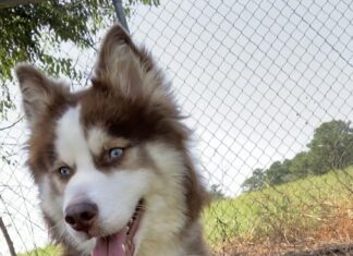 Pet of the week: The constant observer, Ms. Anastasia