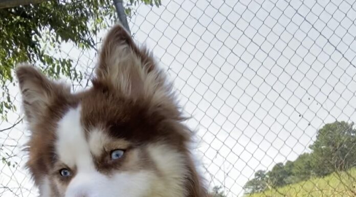 Pet of the week: The constant observer, Ms. Anastasia