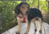 Pet of the week: Meet Stewart (Little)