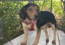 Pet of the week: Meet Stewart (Little)