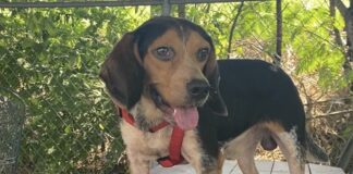 Pet of the week: Meet Stewart (Little)