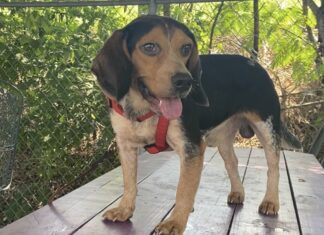 Pet of the week: Meet Stewart (Little)