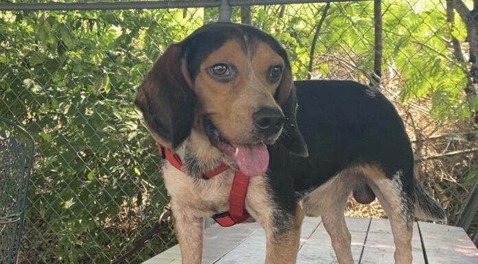 Pet of the week: Meet Stewart (Little)