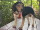 Pet of the week: Meet Stewart (Little)