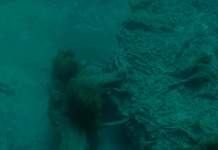 Legislation introduced to protect Alabama’s underwater forest