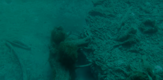 Legislation introduced to protect Alabama’s underwater forest