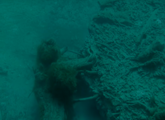 Legislation introduced to protect Alabama’s underwater forest