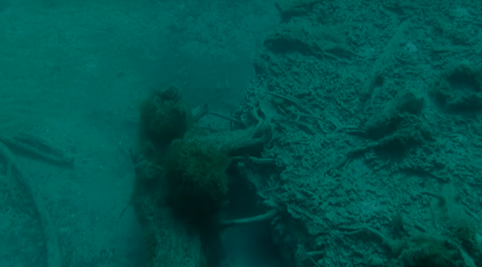 Legislation introduced to protect Alabama’s underwater forest