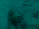 Legislation introduced to protect Alabama’s underwater forest