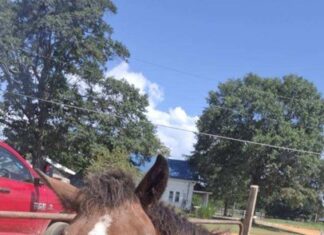 Joker and Amy: The adoption story that was meant to be