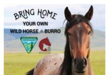 ‘Living legends’: Wild horse and burro adoption event Sept. 19-21 at Ag Center
