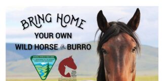 ‘Living legends’: Wild horse and burro adoption event Sept. 19-21 at Ag Center