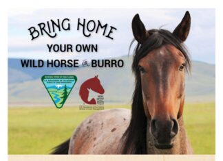 ‘Living legends’: Wild horse and burro adoption event Sept. 19-21 at Ag Center