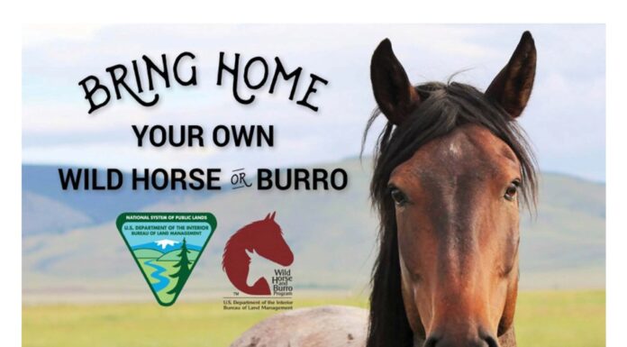 ‘Living legends’: Wild horse and burro adoption event Sept. 19-21 at Ag Center