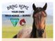 ‘Living legends’: Wild horse and burro adoption event Sept. 19-21 at Ag Center
