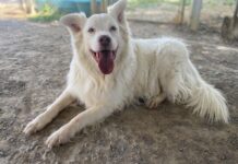 Pet of the week: Save a Buck!