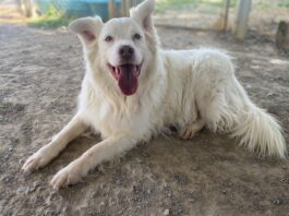 Pet of the week: Save a Buck!