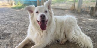 Pet of the week: Save a Buck!