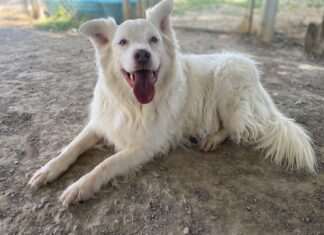 Pet of the week: Save a Buck!