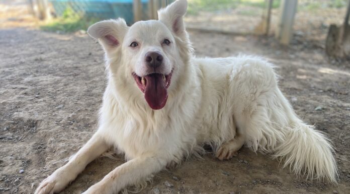 Pet of the week: Save a Buck!