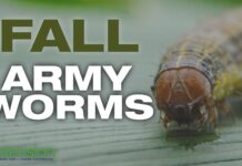 ACES: Fall armyworm outbreaks impacting Alabama producers