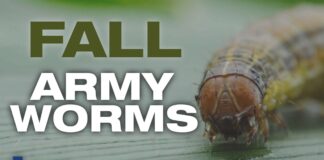 ACES: Fall armyworm outbreaks impacting Alabama producers