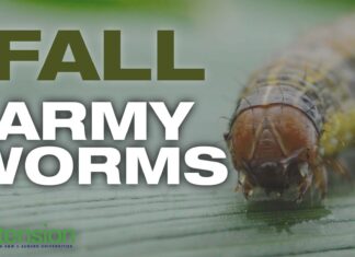 ACES: Fall armyworm outbreaks impacting Alabama producers