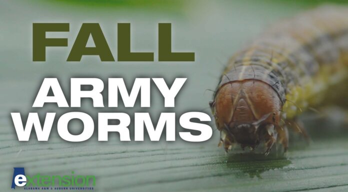 ACES: Fall armyworm outbreaks impacting Alabama producers