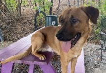 Pet of the week: Meet Clifford, not quite the big red dog