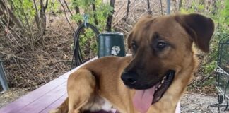 Pet of the week: Meet Clifford, not quite the big red dog