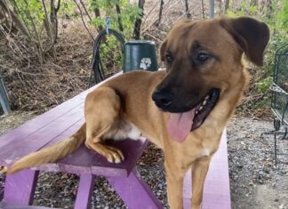 Pet of the week: Meet Clifford, not quite the big red dog