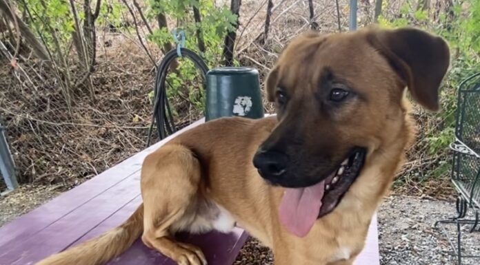 Pet of the week: Meet Clifford, not quite the big red dog