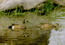 Duck hunters should take advantage of this year’s special teal season