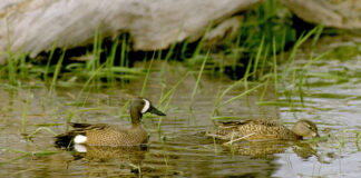 Duck hunters should take advantage of this year’s special teal season