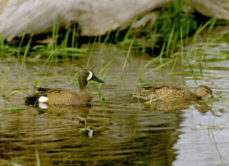 Duck hunters should take advantage of this year’s special teal season