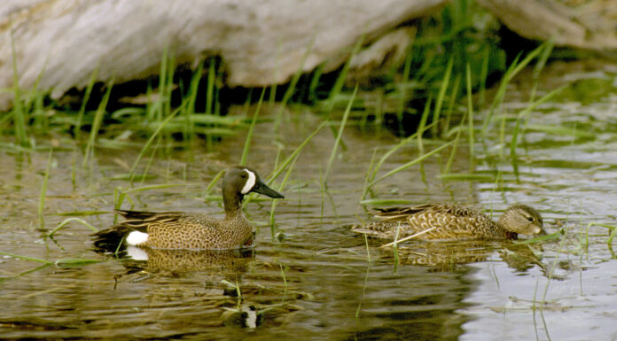 Duck hunters should take advantage of this year’s special teal season