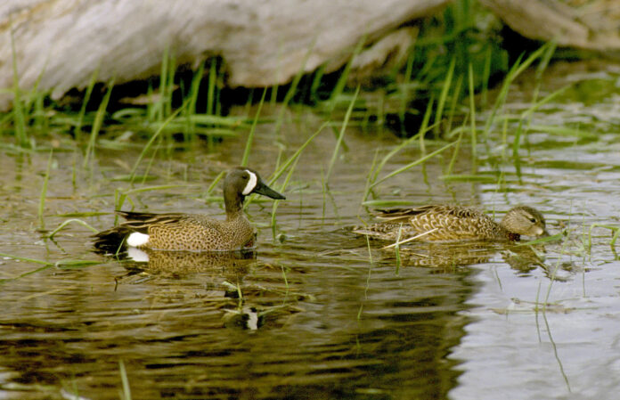 Blue-winged teal USFWS 01
