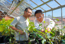 Auburn faculty awarded USDA NIFA grant to research sustainable agroforestry